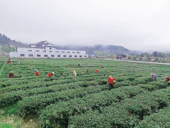 精湛加工占比偏低